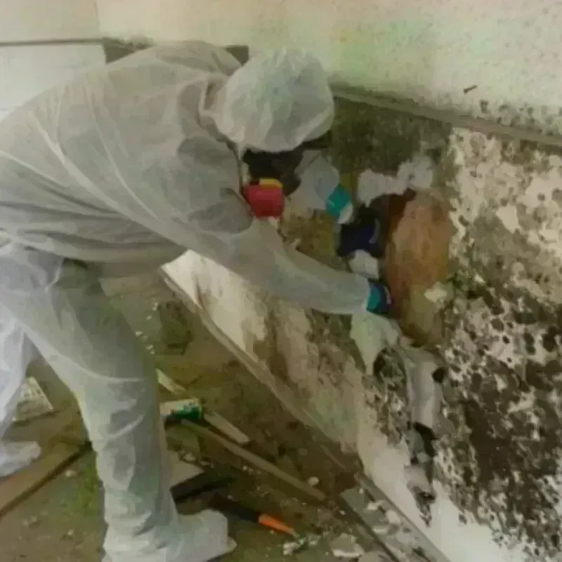 Mold Remediation and Removal in Warminster Heights, PA